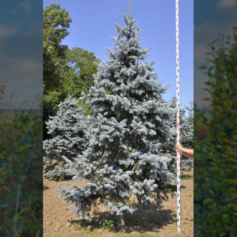 Picea pungens 'Hoopsii'